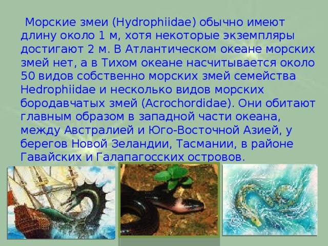  Морские змеи (Hydrophiidae) обычно имеют длину около 1 м, хотя некоторые экземпляры достигают 2 м. В Атлантическом океане морских змей нет, а в Тихом океане насчитывается около 50 видов собственно морских змей семейства Hedrophiidae и несколько видов морских бородавчатых змей (Acrochordidae). Они обитают главным образом в западной части океана, между Австралией и Юго-Восточной Азией, у берегов Новой Зеландии, Тасмании, в районе Гавайских и Галапагосских островов. 