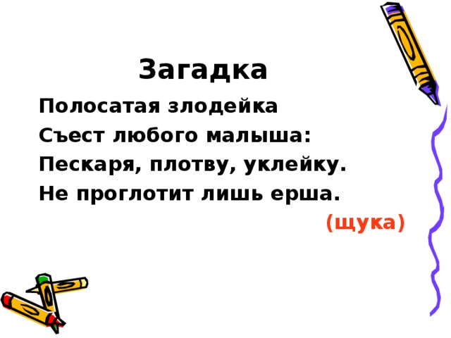 Загадка Полосатая злодейка Съест любого малыша: Пескаря, плотву, уклейку. Не проглотит лишь ерша.  (щука) 