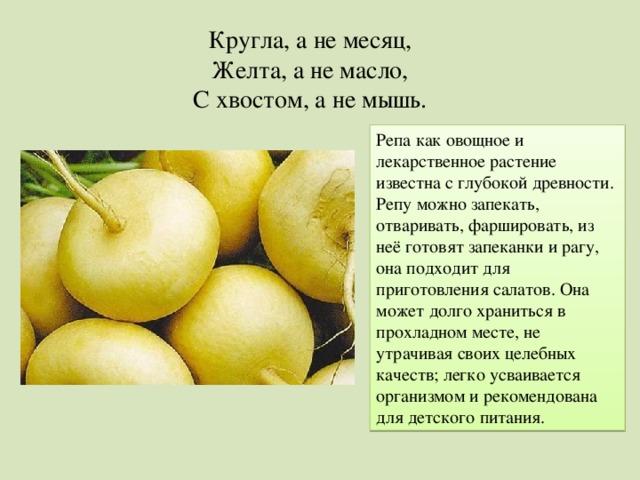 Кругла, а не месяц, Желта, а не масло, С хвостом, а не мышь. Репа как овощное и лекарственное растение известна с глубокой древности. Репу можно запекать, отваривать, фаршировать, из неё готовят запеканки и рагу, она подходит для приготовления салатов. Она может долго храниться в прохладном месте, не утрачивая своих целебных качеств; легко усваивается организмом и рекомендована для детского питания. 