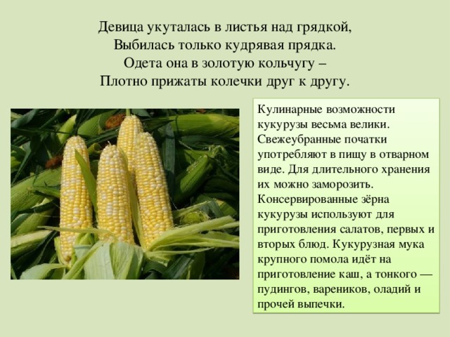 Девица укуталась в листья над грядкой, Выбилась только кудрявая прядка. Одета она в золотую кольчугу – Плотно прижаты колечки друг к другу. Кулинарные возможности кукурузы весьма велики. Свежеубранные початки употребляют в пищу в отварном виде. Для длительного хранения их можно заморозить. Консервированные зёрна кукурузы используют для приготовления салатов, первых и вторых блюд. Кукурузная мука крупного помола идёт на приготовление каш, а тонкого — пудингов, вареников, оладий и прочей выпечки. 