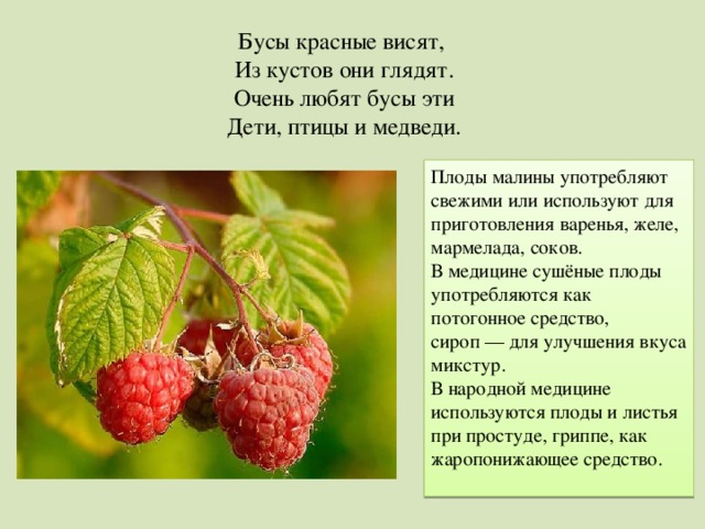 Бусы красные висят, Из кустов они глядят. Очень любят бусы эти Дети, птицы и медведи. Плоды малины употребляют свежими или используют для приготовления варенья, желе, мармелада, соков. В медицине сушёные плоды употребляются как потогонное средство, сироп — для улучшения вкуса микстур. В народной медицине используются плоды и листья при простуде, гриппе, как жаропонижающее средство. 