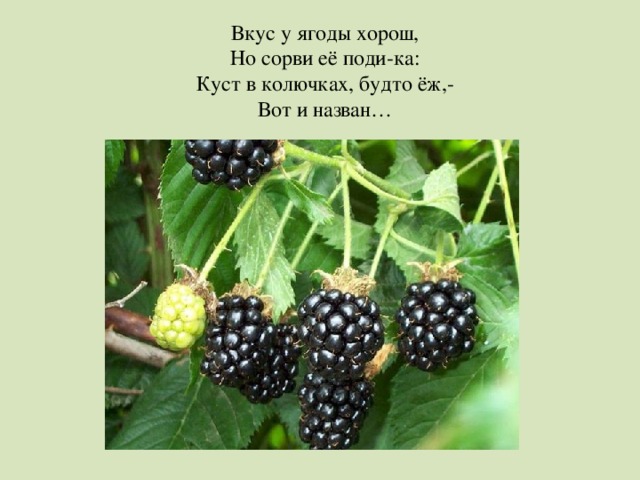 Вкус у ягоды хорош, Но сорви её поди-ка: Куст в колючках, будто ёж,- Вот и назван… 