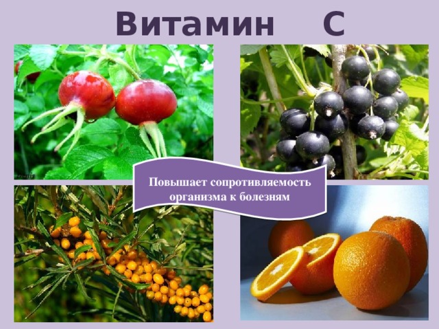 Витамин С Повышает сопротивляемость организма к болезням 