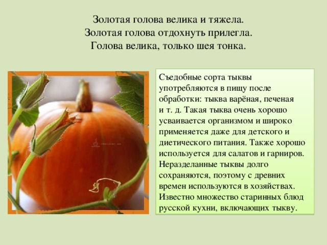 Золотая голова велика и тяжела. Золотая голова отдохнуть прилегла. Голова велика, только шея тонка. Съедобные сорта тыквы употребляются в пищу после обработки: тыква варёная, печеная и т. д. Такая тыква очень хорошо усваивается организмом и широко применяется даже для детского и диетического питания. Также хорошо используется для салатов и гарниров. Неразделанные тыквы долго сохраняются, поэтому с древних времен используются в хозяйствах. Известно множество старинных блюд русской кухни, включающих тыкву. 