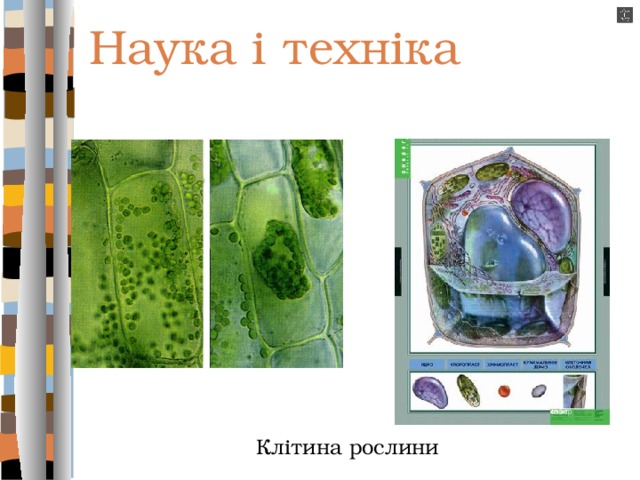 Наука і техніка Клітина рослини 