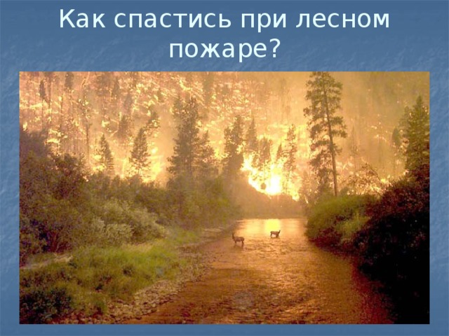Как спастись при лесном пожаре? 