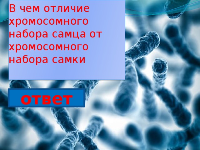 В чем отличие хромосомного набора самца от хромосомного набора самки   ответ 