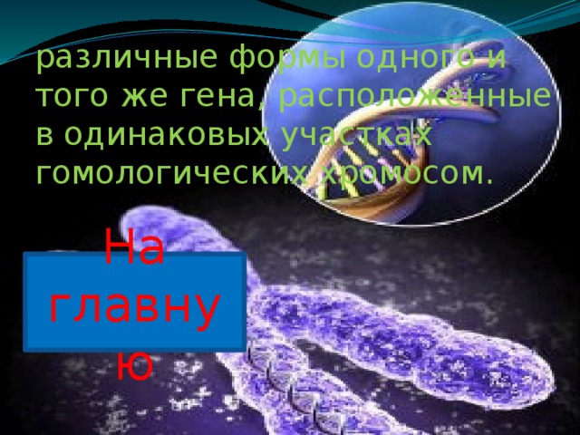 различные формы одного и того же гена, расположенные в одинаковых участках гомологических хромосом. На главную 