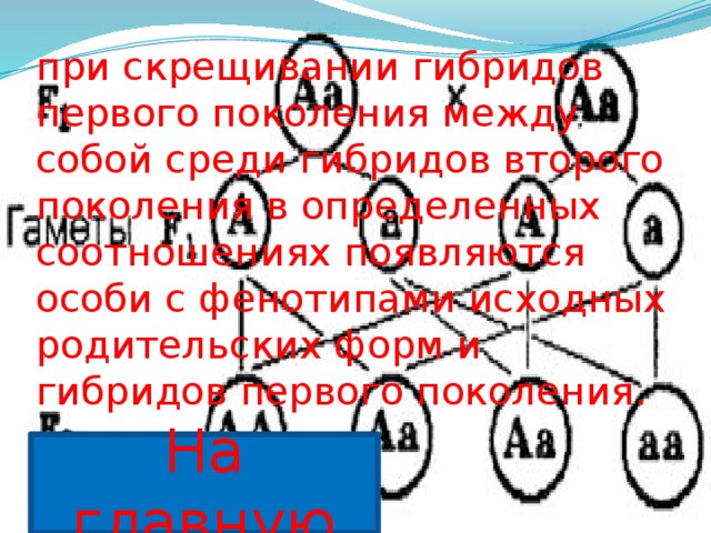 при скрещивании гибридов первого поколения между собой среди гибридов второго поколения в определенных соотношениях появляются особи с фенотипами исходных родительских форм и гибридов первого поколения. На главную 