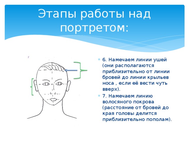 Этапы работы над портретом: 6. Намечаем линии ушей (они располагаются приблизительно от линии бровей до линии крыльев носа , если её вести чуть вверх). 7. Намечаем линию волосяного покрова (расстояние от бровей до края головы делится приблизительно пополам). 
