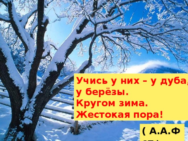 Учись у них – у дуба, у берёзы. Кругом зима. Жестокая пора! ( А.А.Фет ) 