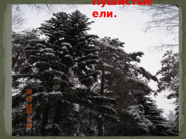  Пушистые ели. 
