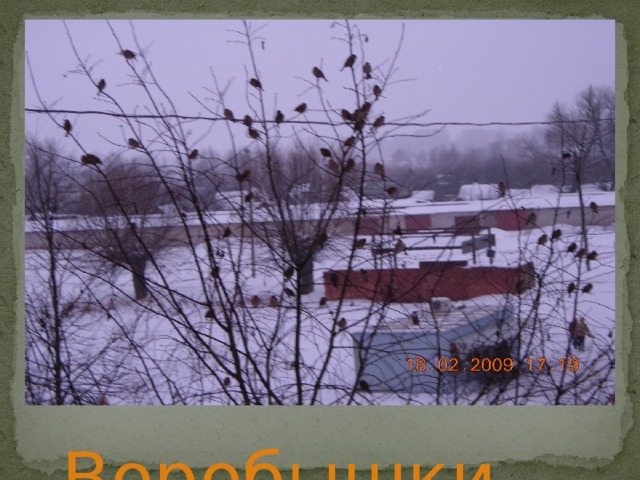  Воробышки. 