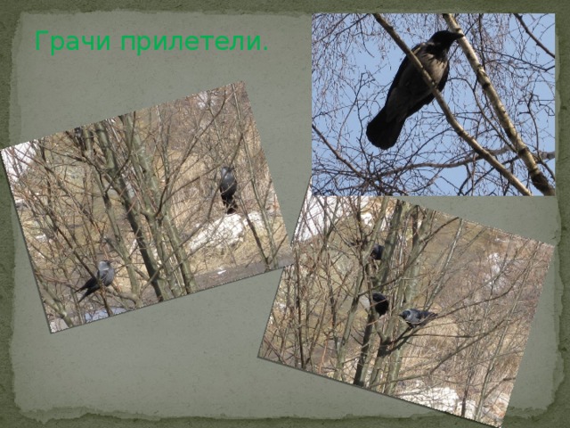 Грачи прилетели. 