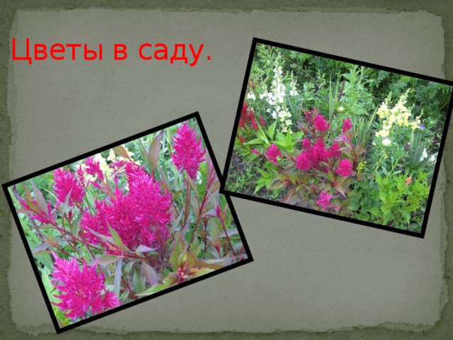  Цветы в саду. 
