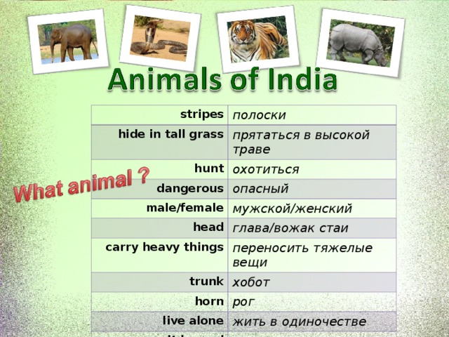 Animals of india 5 класс