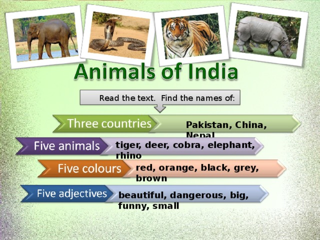 Read the text. Find the names of:   Pakistan, China, Nepal tiger, deer, cobra, elephant, rhino red, orange, black, grey, brown beautiful, dangerous, big, funny, small 