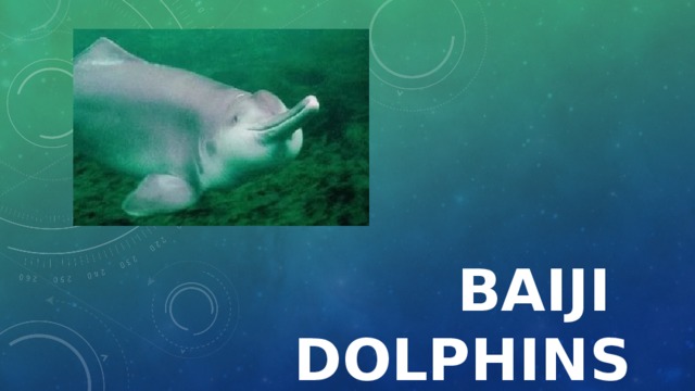 Baiji dolphins 