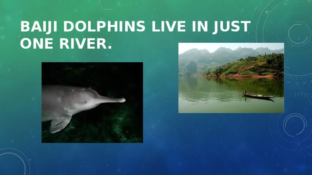 Baiji dolphins live in just one river. 