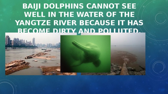 Baiji dolphins cannot see well in the water of the Yangtze river because it has become dirty and polluted. 