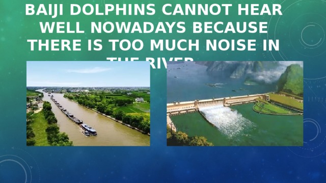 Baiji dolphins cannot hear well nowadays because there is too much noise in the river. 