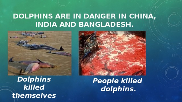 Dolphins are in danger in china,  india and Bangladesh. Dolphins killed themselves. People killed dolphins. 