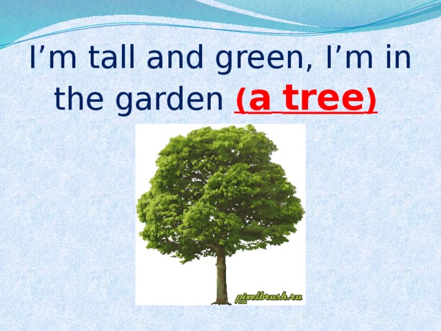  I’m tall and green, I’m in the garden ( a  tree ) 