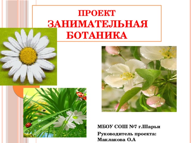 Проект   занимательная ботаника МБОУ СОШ №7 г.Шарьи Руководитель проекта: Маклакова О.А 