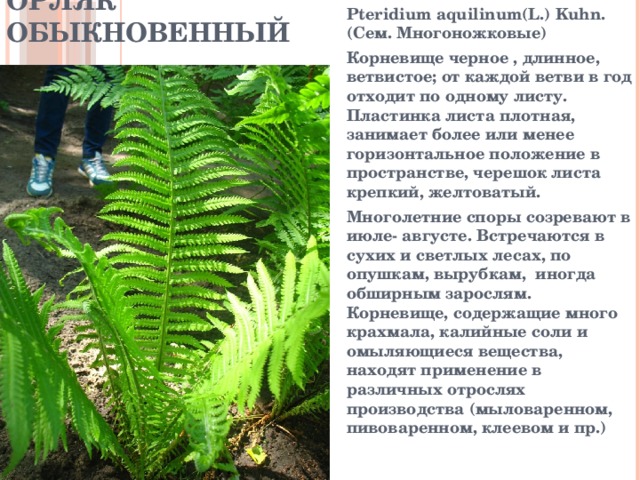 Орляк обыкновенный Pteridium aquilinum(L.) Kuhn. (Сем. Многоножковые) Корневище черное , длинное, ветвистое; от каждой ветви в год отходит по одному листу. Пластинка листа плотная, занимает более или менее горизонтальное положение в пространстве, черешок листа крепкий, желтоватый. Многолетние споры созревают в июле- августе. Встречаются в сухих и светлых лесах, по опушкам, вырубкам, иногда обширным зарослям. Корневище, содержащие много крахмала, калийные соли и омыляющиеся вещества, находят применение в различных отрослях производства (мыловаренном, пивоваренном, клеевом и пр.) 