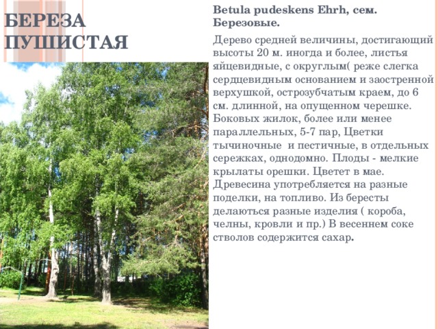 Береза пушистая Betula pudeskens Ehrh, сем. Березовые. Дерево средней величины, достигающий высоты 20 м. иногда и более, листья яйцевидные, с округлым( реже слегка сердцевидным основанием и заостренной верхушкой, острозубчатым краем, до 6 см. длинной, на опущенном черешке. Боковых жилок, более или менее параллельных, 5-7 пар, Цветки тычиночные и пестичные, в отдельных сережках, однодомно. Плоды - мелкие крылаты орешки. Цветет в мае. Древесина употребляется на разные поделки, на топливо. Из бересты делаються разные изделия ( короба, челны, кровли и пр.) В весеннем соке стволов содержится сахар . 