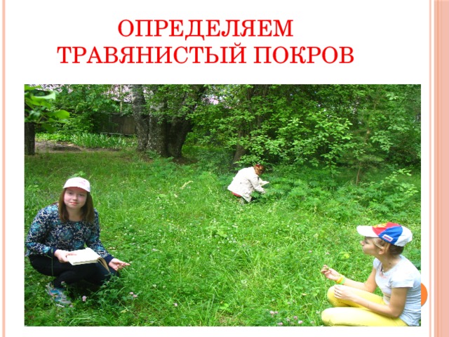 Определяем травянистый покров 