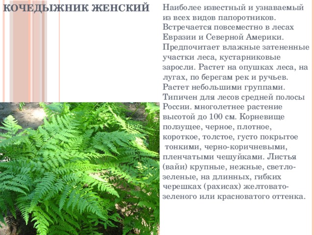 Кочедыжник женский Наиболее известный и узнаваемый из всех видов папоротников. Встречается повсеместно в лесах Евразии и Северной Америки. Предпочитает влажные затененные участки леса, кустарниковые заросли. Растет на опушках леса, на лугах, по берегам рек и ручьев. Растет небольшими группами. Типичен для лесов средней полосы России. многолетнее растение высотой до 100 см. Корневище ползущее, черное, плотное, короткое, толстое, густо покрытое  тонкими, черно-коричневыми, пленчатыми чешуйками. Листья (вайи) крупные, нежные, светло-зеленые, на длинных, гибких черешках (рахисах) желтовато-зеленого или красноватого оттенка.  