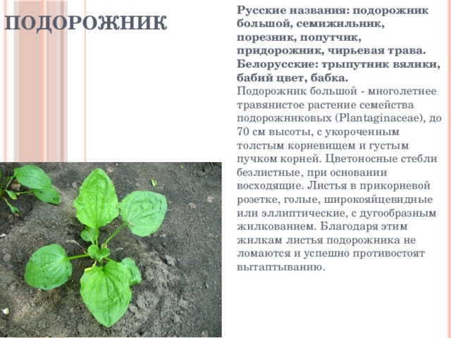 Подорожник Русские названия: подорожник большой, семижильник, порезник, попутчик, придорожник, чирьевая трава. Белорусские: трыпутник вялики, бабий цвет, бабка.  Подорожник большой - многолетнее травянистое растение семейства подорожниковых (Plantaginaceae), до 70 см высоты, с укороченным толстым корневищем и густым пучком корней. Цветоносные стебли безлистные, при основании восходящие. Листья в прикорневой розетке, голые, широкояйцевидные или эллиптические, с дугообразным жилкованием. Благодаря этим жилкам листья подорожника не ломаются и успешно противостоят вытаптыванию. 