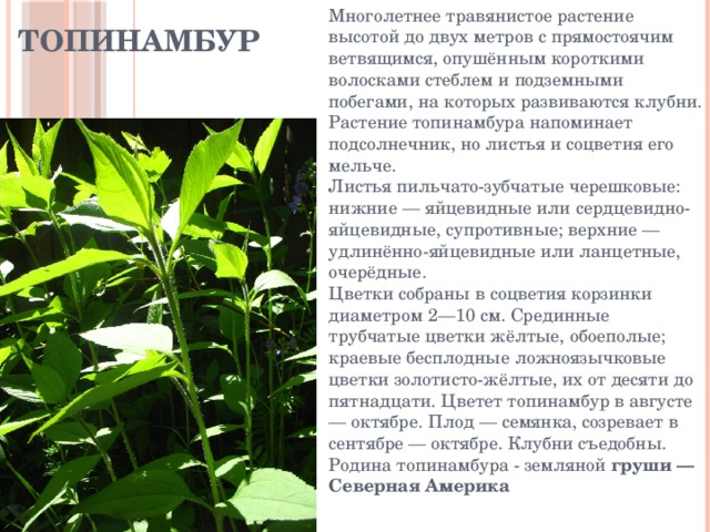 Топинамбур Многолетнее травянистое растение высотой до двух метров с прямостоячим ветвящимся, опушённым короткими волосками стеблем и подземными побегами, на которых развиваются клубни. Растение топинамбура напоминает подсолнечник, но листья и соцветия его мельче.  Листья пильчато-зубчатые черешковые: нижние — яйцевидные или сердцевидно-яйцевидные, супротивные; верхние — удлинённо-яйцевидные или ланцетные, очерёдные.  Цветки собраны в соцветия корзинки диаметром 2—10 см. Срединные трубчатые цветки жёлтые, обоеполые; краевые бесплодные ложноязычковые цветки золотисто-жёлтые, их от десяти до пятнадцати. Цветет топинамбур в августе — октябре. Плод — семянка, созревает в сентябре — октябре. Клубни съедобны. Родина топинамбура - земляной груши — Северная Америка   