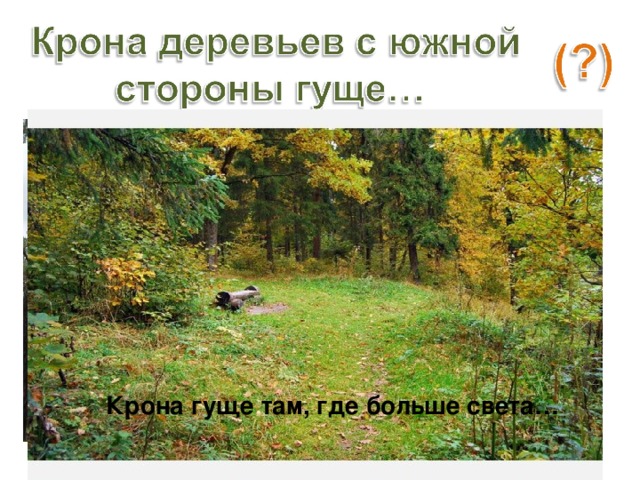 Крона гуще там, где больше света… Обманчивое скопление ветвей… Равномерное освещение.. 