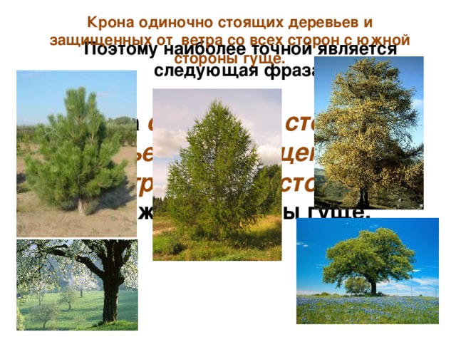 Крона одиночно стоящих деревьев и защищенных от ветра со всех сторон с южной стороны гуще.  Поэтому наиболее точной является следующая фраза: Крона одиночно стоящих деревьев и защищенных от ветра со всех сторон  с южной стороны гуще. 