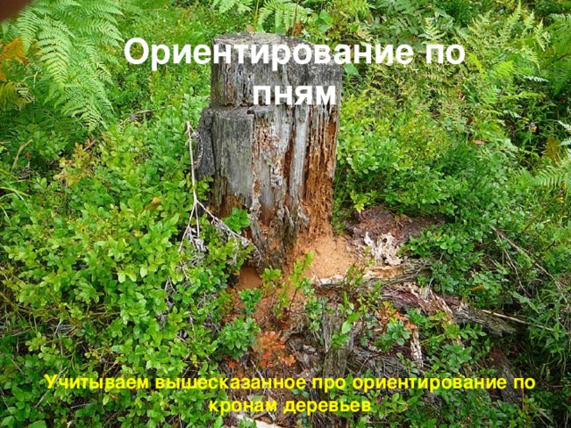 Ориентирование по пням Учитываем вышесказанное про ориентирование по кронам деревьев 