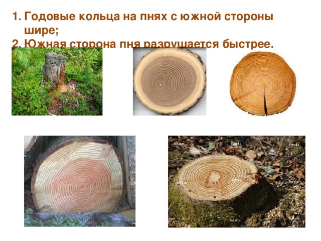 Годовые кольца на пнях с южной стороны шире; Южная сторона пня разрушается быстрее.  