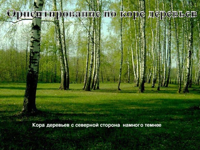 Кора деревьев с северной сторона намного темнее 