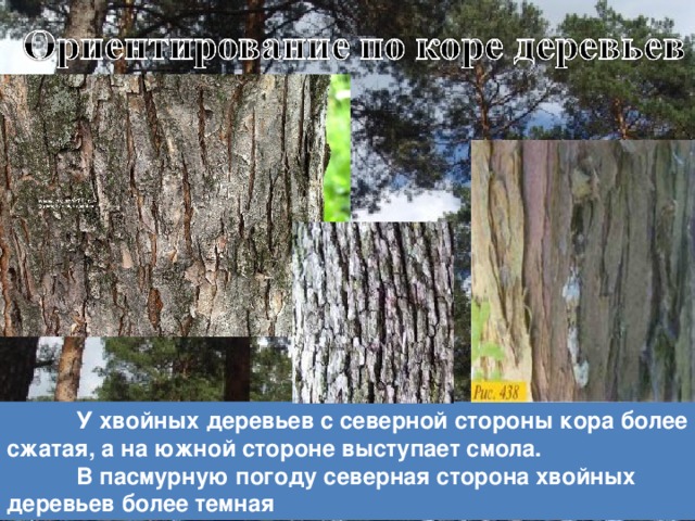  У хвойных деревьев с северной стороны кора более сжатая, а на южной стороне выступает смола.  В пасмурную погоду северная сторона хвойных деревьев более темная 