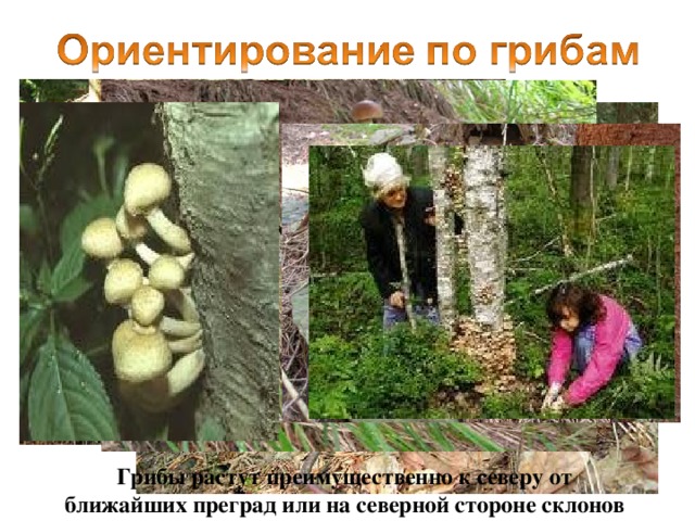 Грибы растут преимущественно к северу от ближайших преград или на северной стороне склонов 