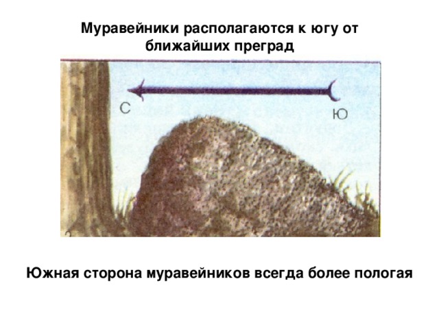 Муравейники располагаются к югу от ближайших преград Южная сторона муравейников всегда более пологая 