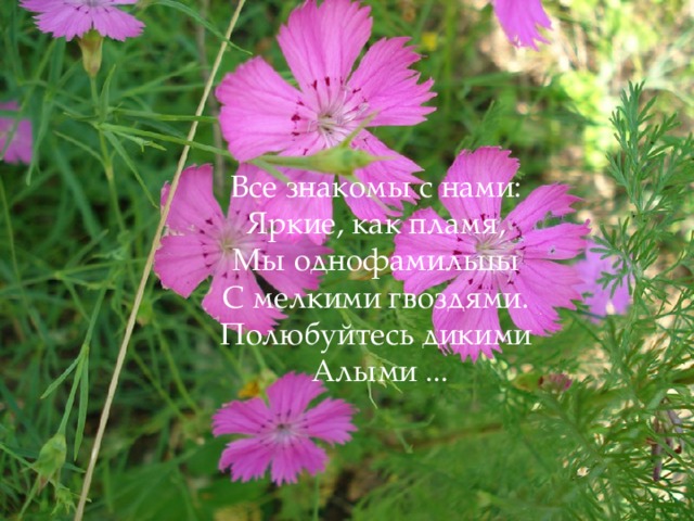 Все знакомы с нами: Яркие, как пламя, Мы однофамильцы С мелкими гвоздями. Полюбуйтесь дикими Алыми ... 