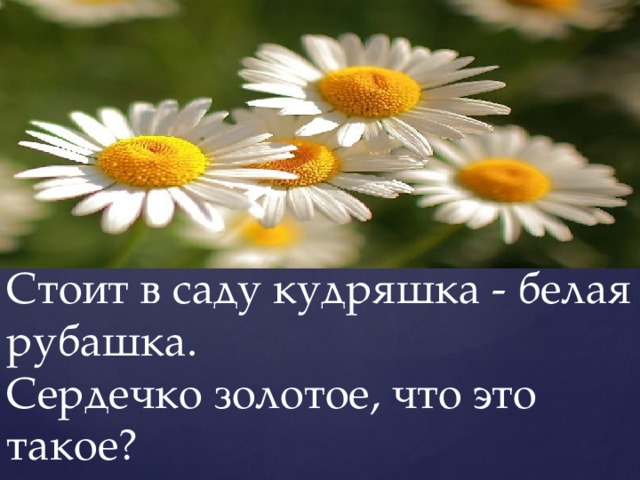 Стоит в саду кудряшка - белая рубашка.  Сердечко золотое, что это такое? 