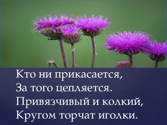 Кто ни прикасается,  За того цепляется.  Привязчивый и колкий,  Кругом торчат иголки. 