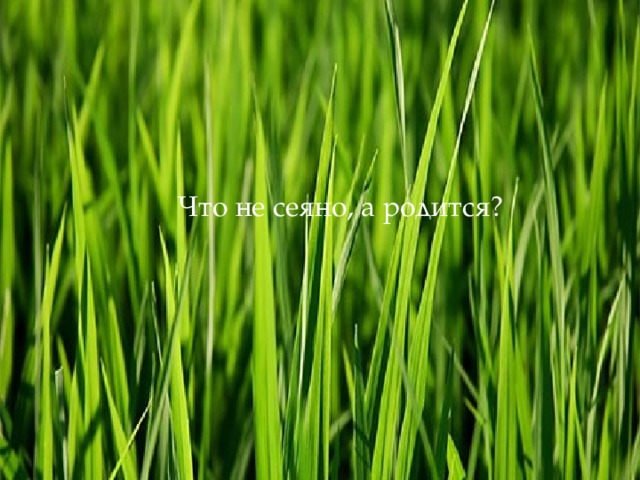 Что не сеяно, а родится? 