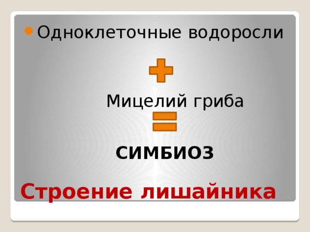 Одноклеточные водоросли  Мицелий гриба СИМБИОЗ Строение лишайника 