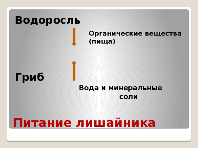 Водоросль      Гриб  Вода и минеральные  соли Органические вещества (пища) Питание лишайника 