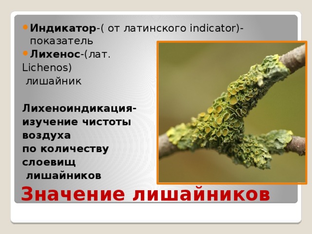 Индикатор -( от латинского indicator)-показатель Лихенос -(лат. Lichenos)  лишайник Лихеноиндикация- изучение чистоты воздуха по количеству слоевищ  лишайников Значение лишайников 