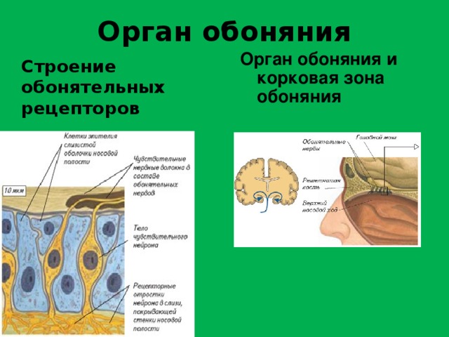 Орган обоняния Орган обоняния и корковая зона обоняния   Строение обонятельных рецепторов 